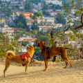 Exploring Los Angeles County with Your Dog: The Best Dog-Friendly Places to Workout