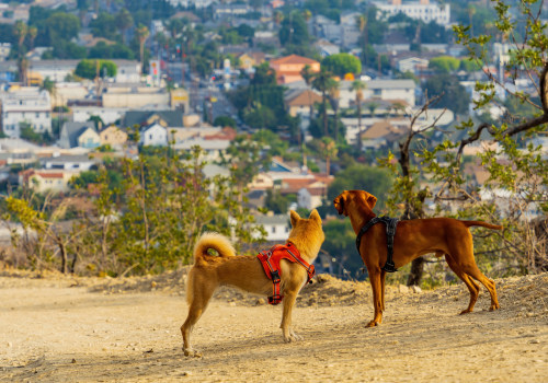 Exploring Los Angeles County with Your Dog: The Best Dog-Friendly Places to Workout